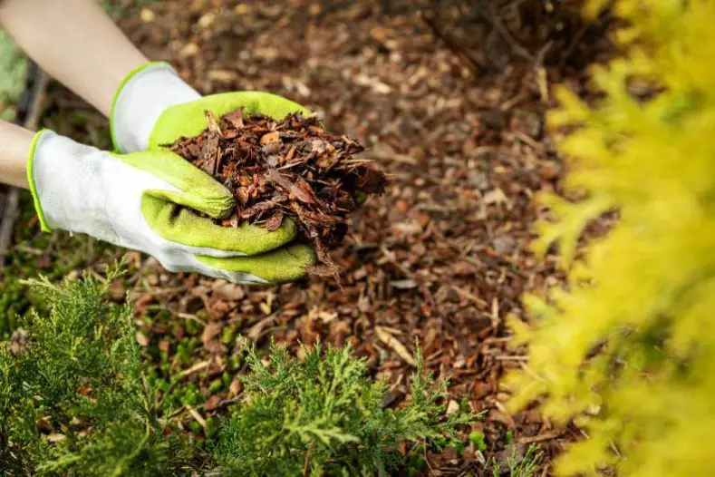 How Long Does Mulch Last in Tyler, TX