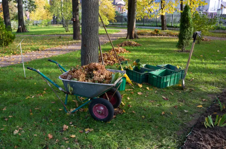 Yard Cleanup in Tyler, TX